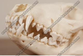 photo reference of skull 0028